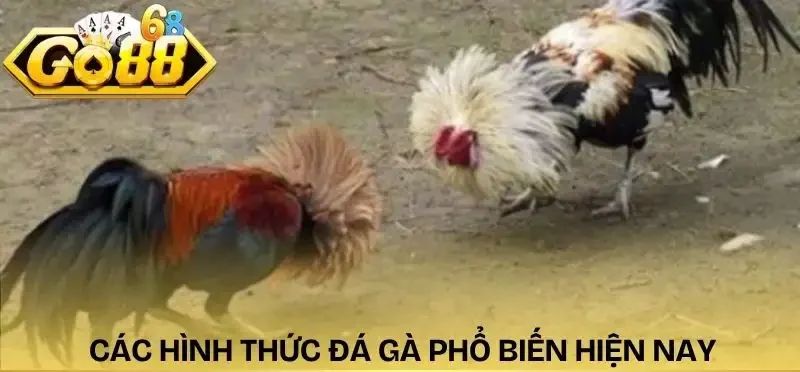cach-choi-da-ga-online-nhung-hinh-thuc-da-ga-pho-bien