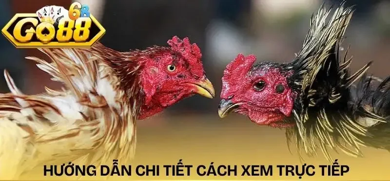 da-ga-truc-tiep-hom-nay-chi-tiet-cach-xem