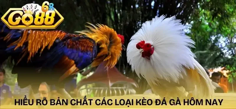 keo-da-ga-hom-nay-hieu-ro-ban-chat