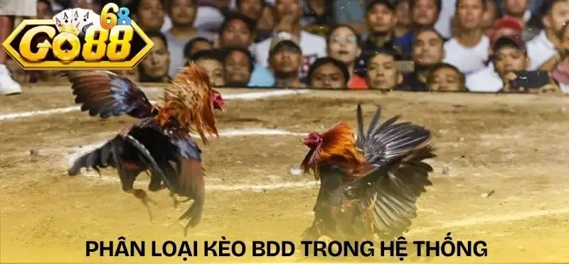 keo-da-ga-hom-nay-loai-bdd