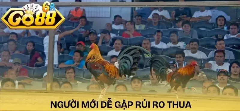 keo-da-ga-hom-nay-nguoi-choi-moi-thua-lo